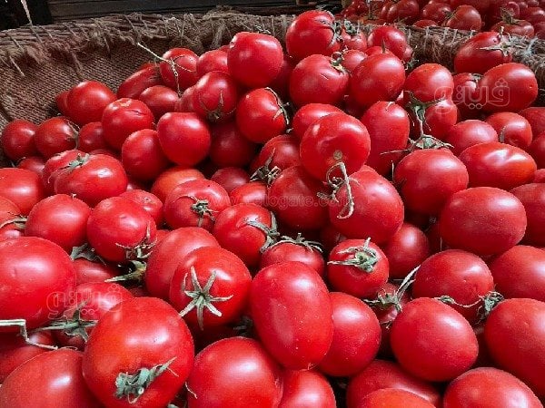أسعار الطماطم اليوم، فيتو