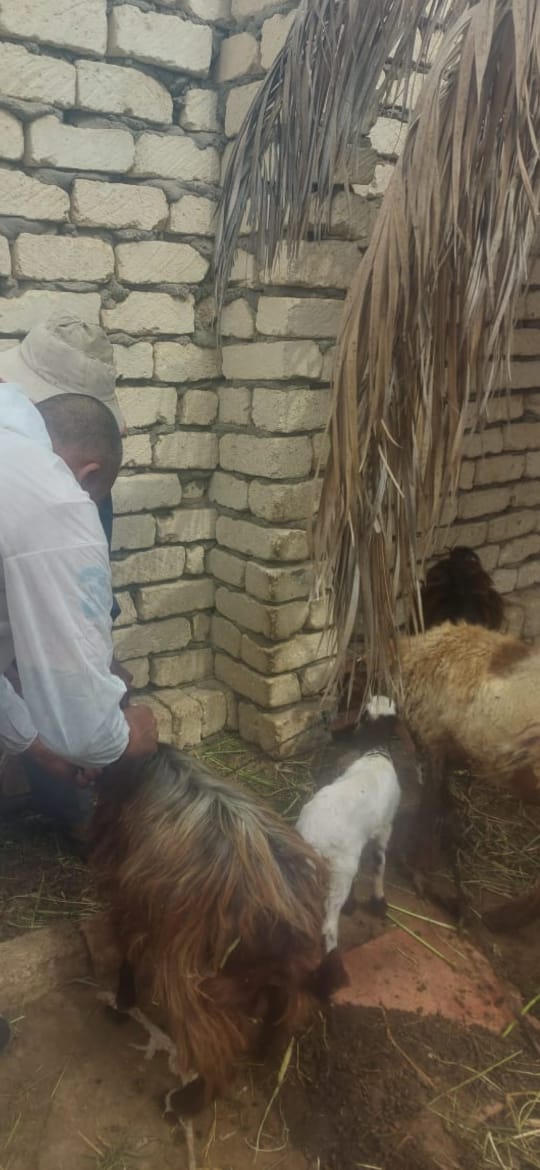 جانب من جهود الطب البيطري بالإسماعيلية،فيتو