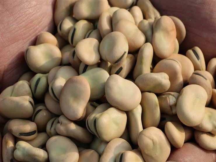 <strong>سعر الفول اليوم&nbsp;</strong>