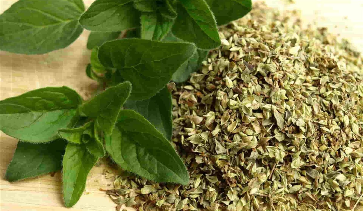 فوائد الزعتر البري