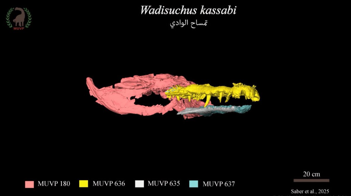 رسم توضيحي لتمساح الوادي
