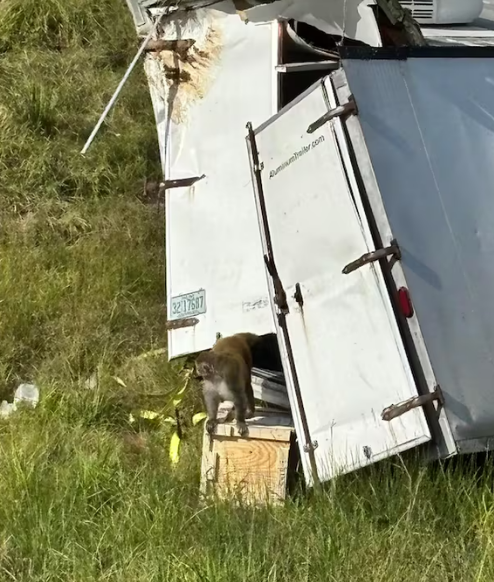 هروب قرود خطيرة بعد إنقلاب شاحنة، فيتو