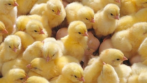 الكتاكيت، فيتو