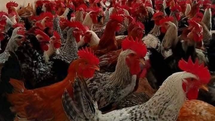 سعر الفراخ اليوم، فيتو