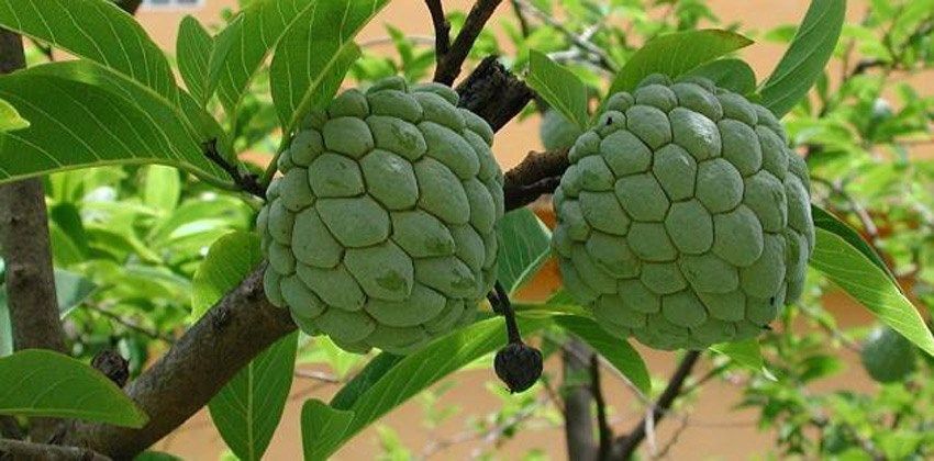 القشطة لشبابك وصحتك