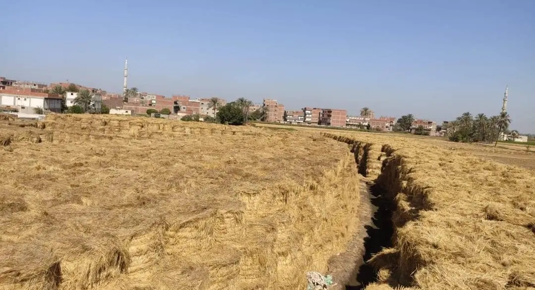 مراكز تجميع قش الأرز بالمحافظة،فيتو