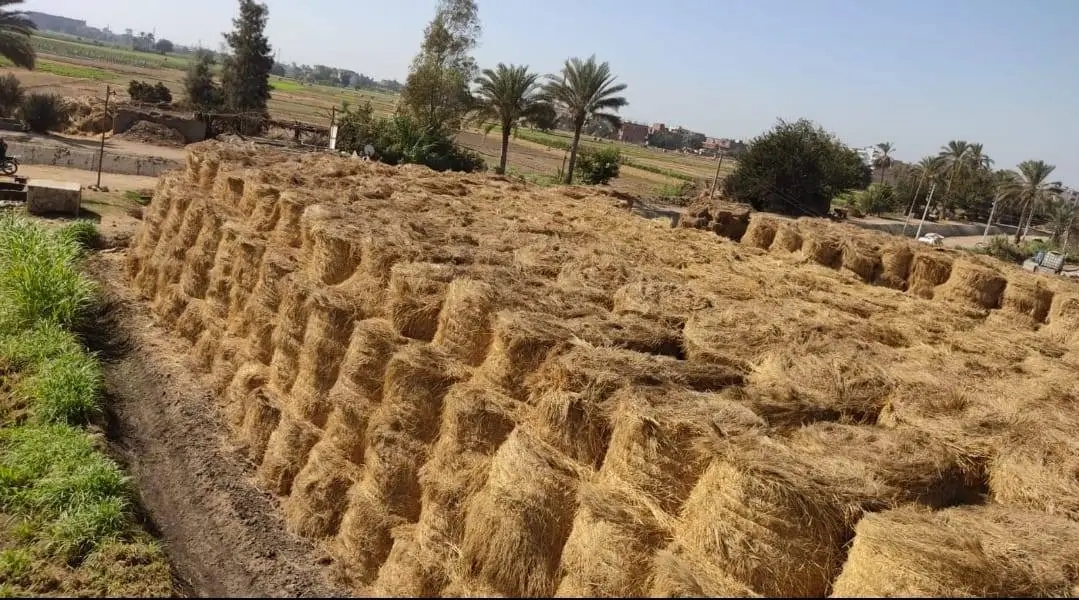 مراكز تجميع قش الأرز بالمحافظة،فيتو