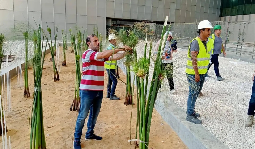 زراعة البردي في المتحف الكبير.. لمسة خضراء تُعيد مجد الورق الفرعوني،فيتو