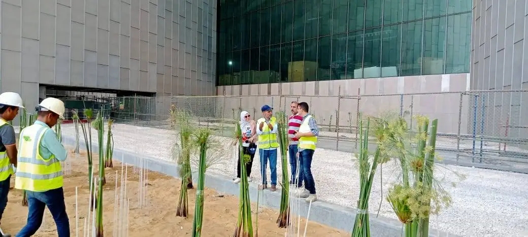 زراعة البردي في المتحف الكبير.. لمسة خضراء تُعيد مجد الورق الفرعوني،فيتو