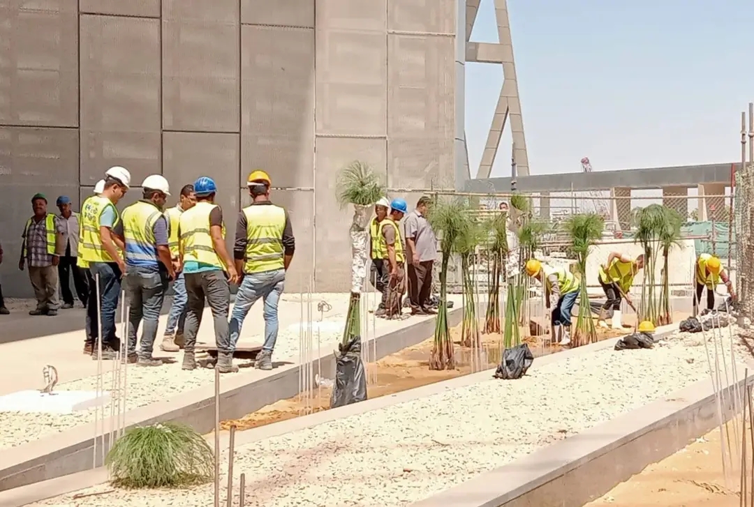 زراعة البردي في المتحف الكبير.. لمسة خضراء تُعيد مجد الورق الفرعوني،فيتو