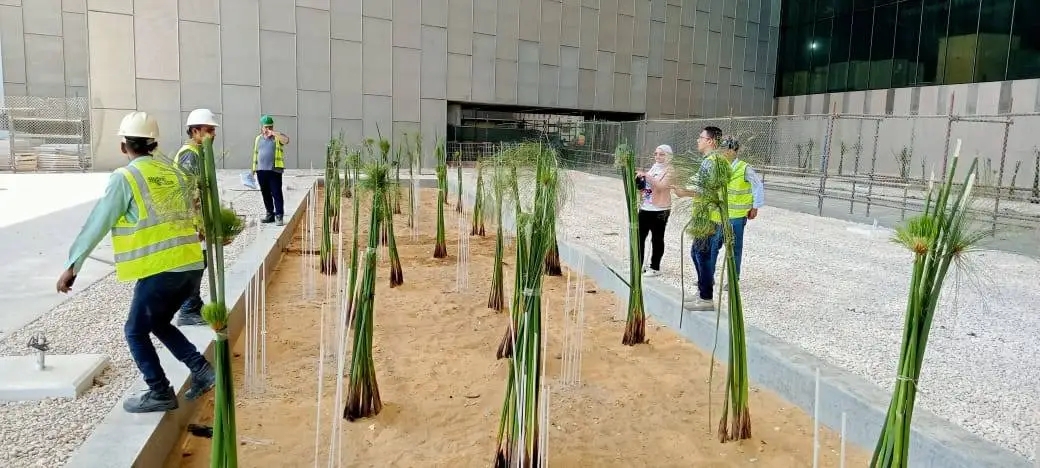 زراعة البردي في المتحف الكبير.. لمسة خضراء تُعيد مجد الورق الفرعوني،فيتو