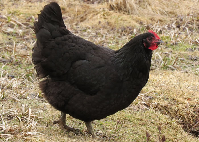 أسعار الفراخ اليوم، فيتو