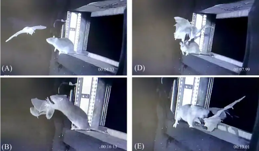 ظاهرة غامضة الفئران الغمياء تصطاد الخفافيش وتلتهمها، فيتو