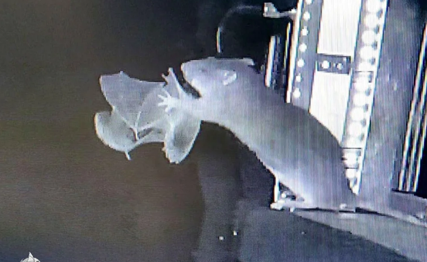 الفئران تصطاد الخفاش في ألمانيا وتلتهمهم، فيتو