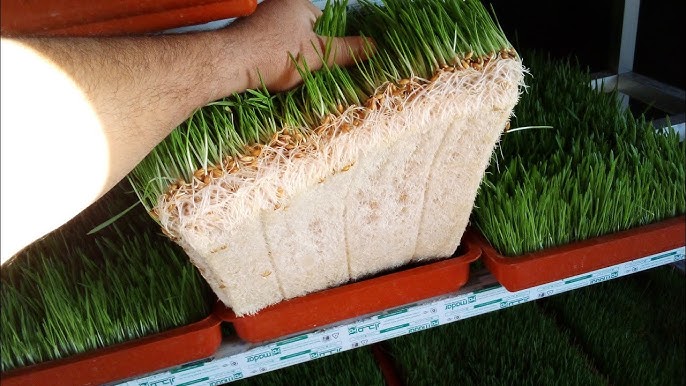 الشعير المنبت 