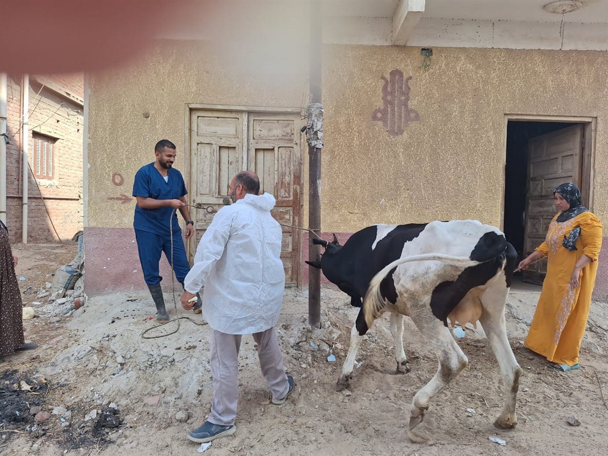 جانب من القافلة، فيتو