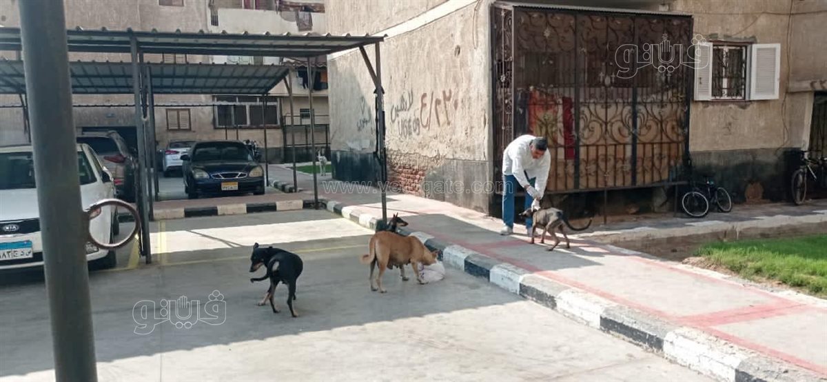 تطعيم الكلاب باللقاح ضد السعار ببورفؤاد، فيتو