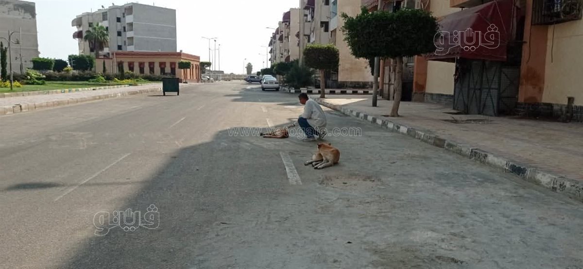 تطعيم الكلاب باللقاح ضد السعار ببورفؤاد، فيتو&nbsp;