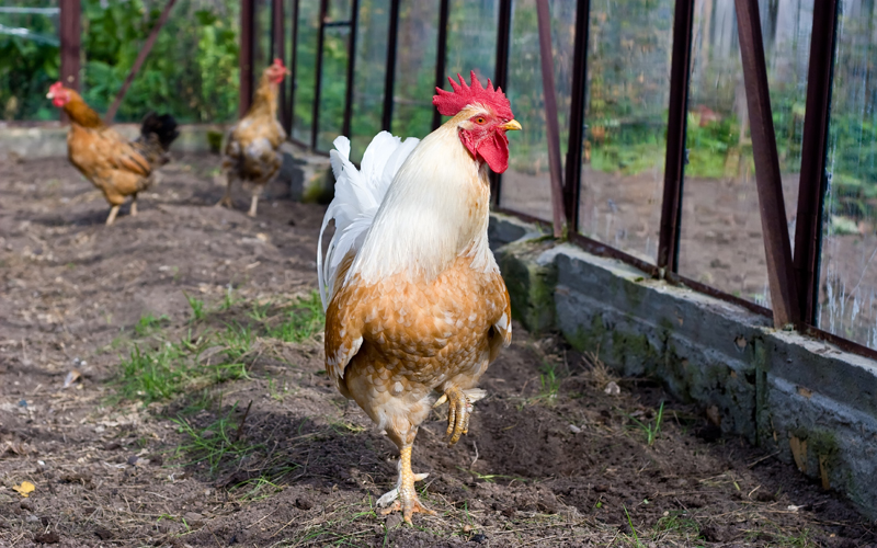 أسعار الفراخ اليوم، فيتو