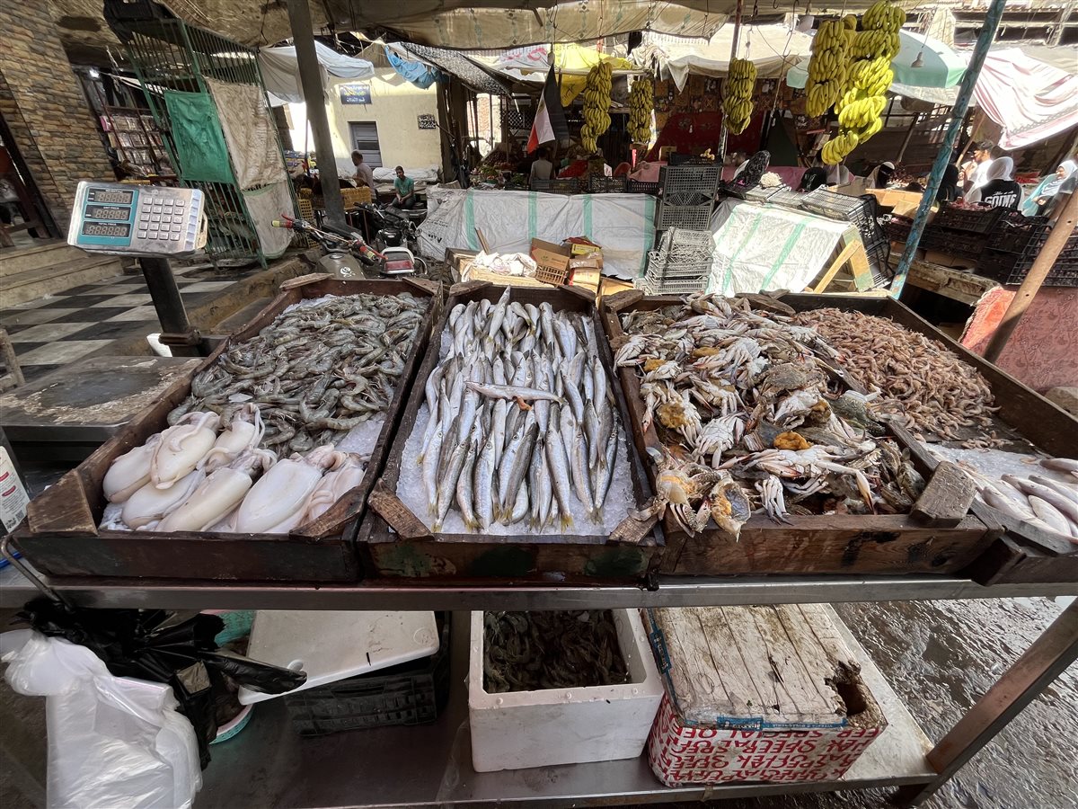 اسعار الأسماك اليوم بالبحيرة، فيتو&nbsp;