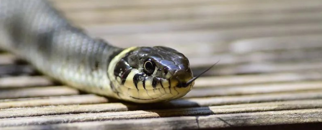 اثعابين طبريا تهاجم المستوطنين، فيتو