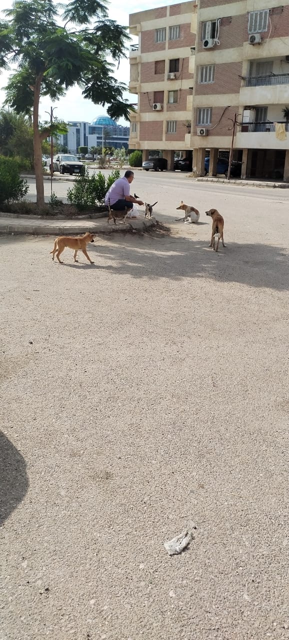 جانب من حملة التحصين،فيتو&nbsp;