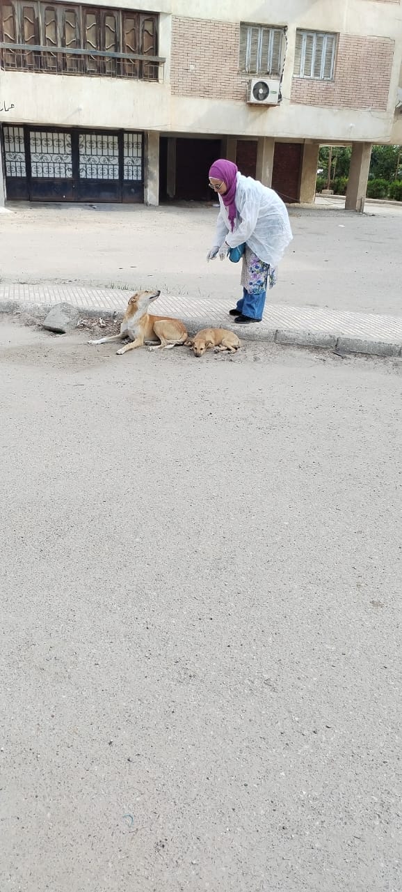 جانب من حملة التحصين،فيتو&nbsp;