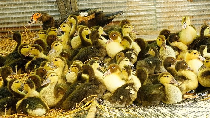 أسعار البط اليوم