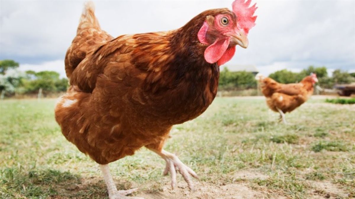 أسعار الفراخ اليوم، فيتو