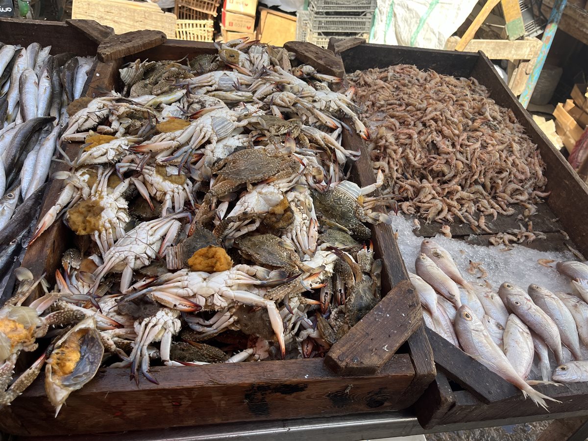 اسعار الأسماك بالبحيرة، فيتو