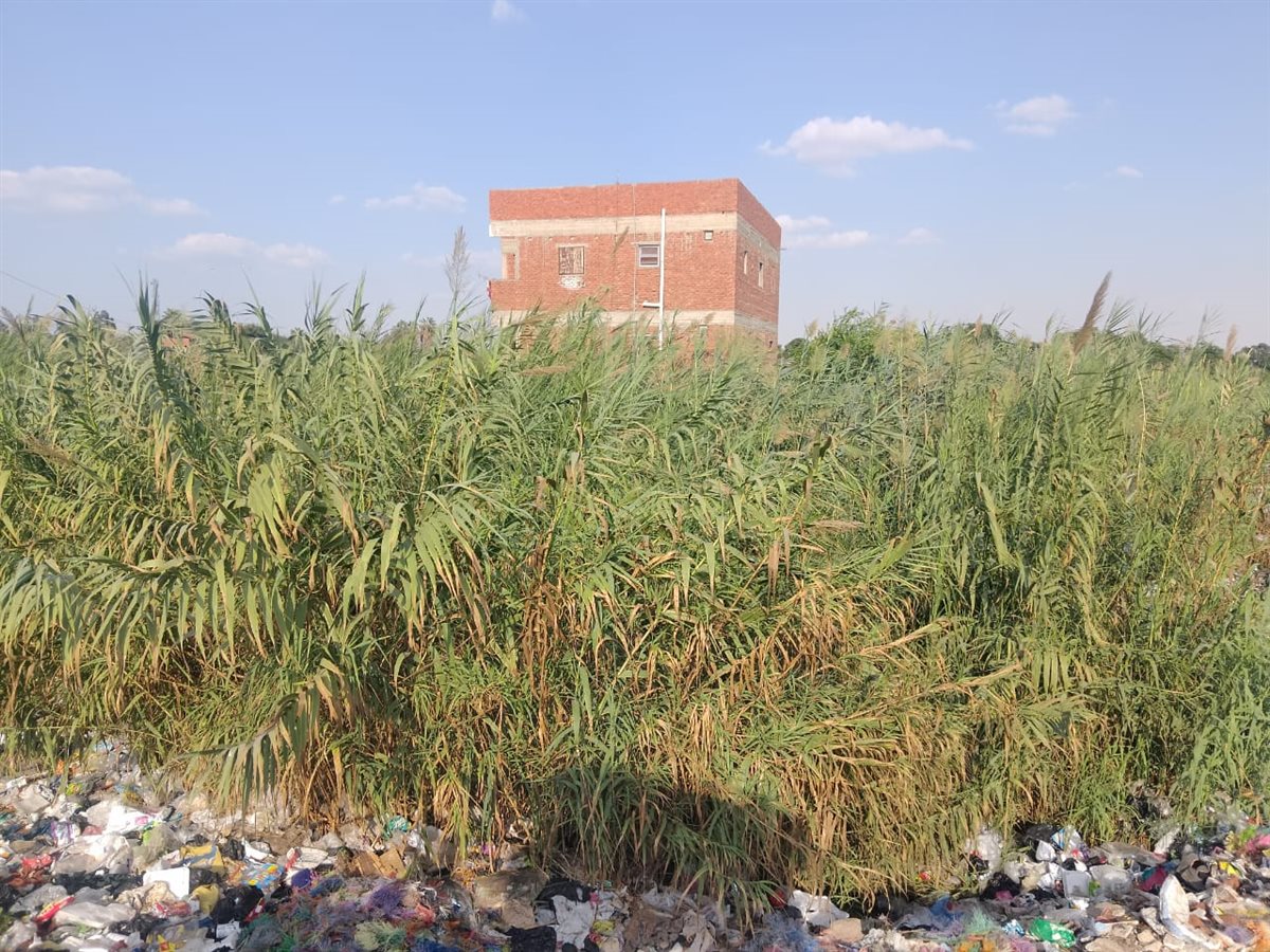 جانب من أعمال الإزالة، فيتو