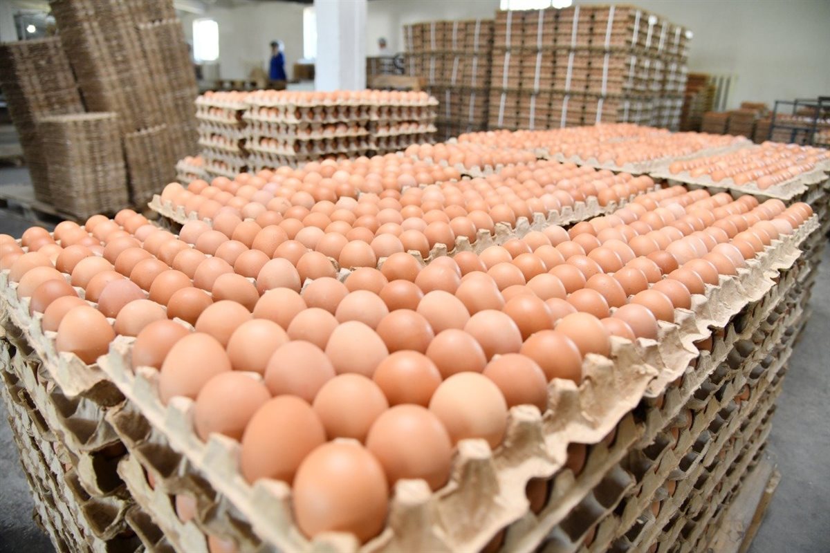 سعر كرتونة البيض اليوم الإثنين في بورصة الدواجن، فيتو