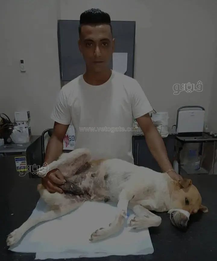 &nbsp;قتلوا قلبًا كان يحيي الحيوانات.. جريمة مروعة تطيح بحلم خطيب بنايوس،فيتو