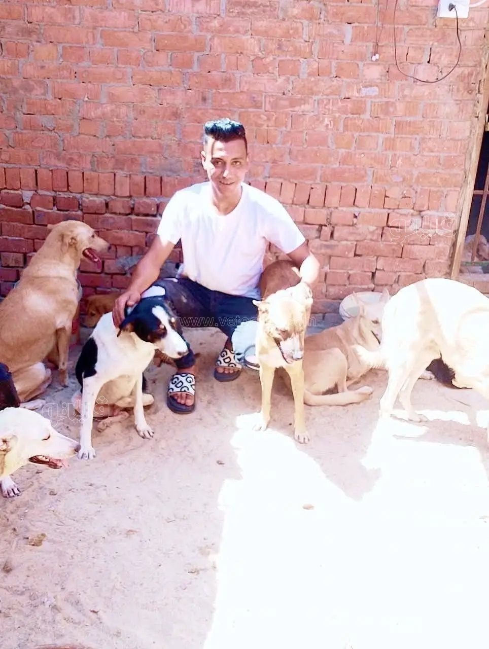 &nbsp;قتلوا قلبًا كان يحيي الحيوانات.. جريمة مروعة تطيح بحلم خطيب بنايوس،فيتو