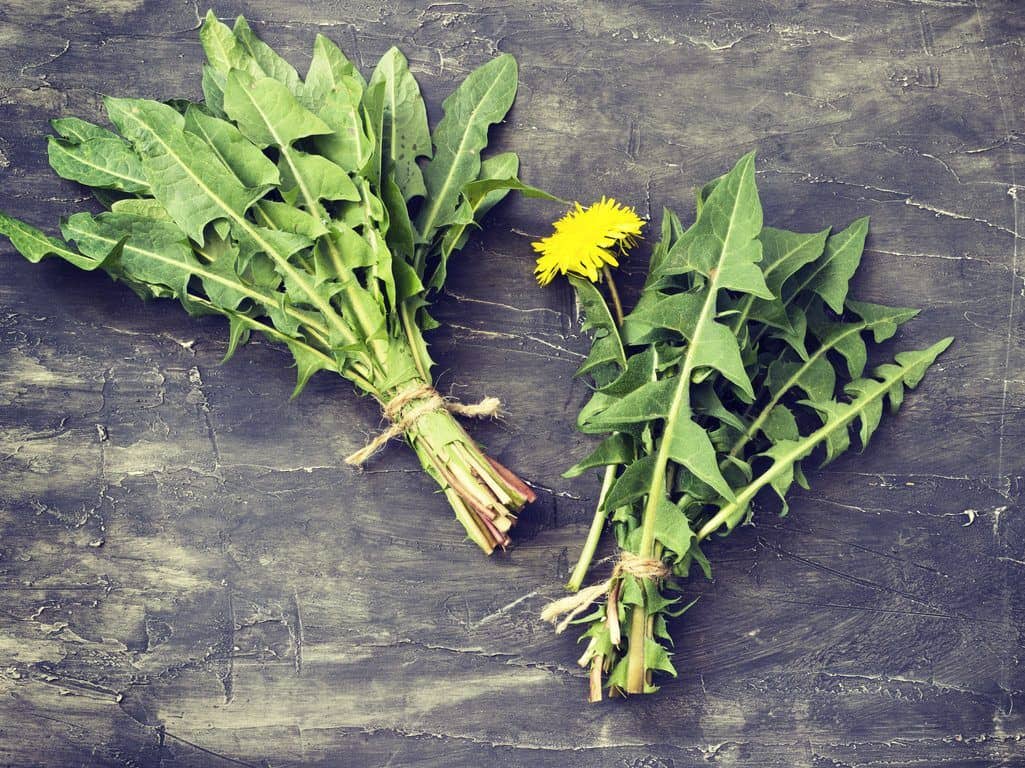 فوائد الهندباء 