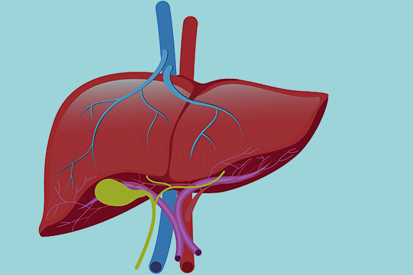 صحة الكبد&nbsp;