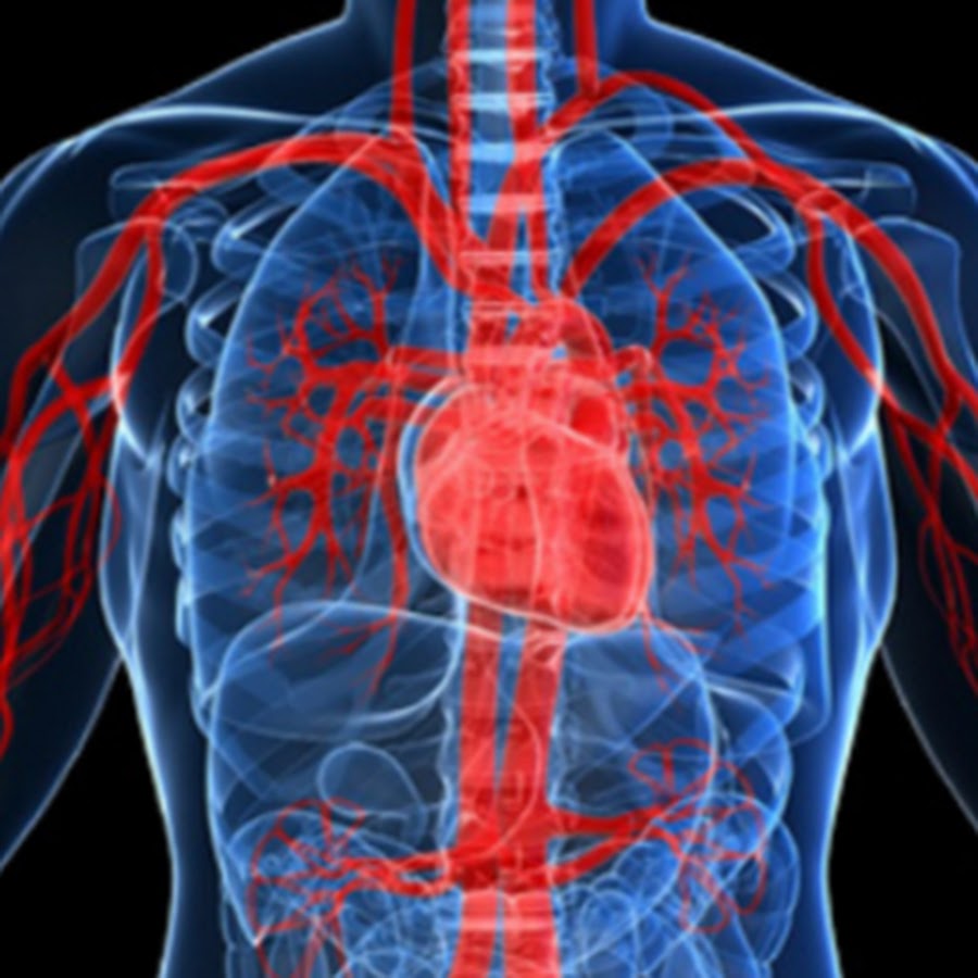 تنشيط الدورة الدموية