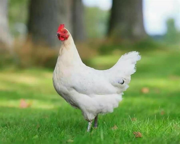 أسعار الفراخ اليوم، فيتو