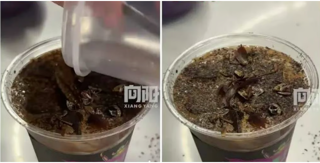 قهوة الصرصور تقدم لمرتادى المتحف بسعر 6 دولارات، فيتو