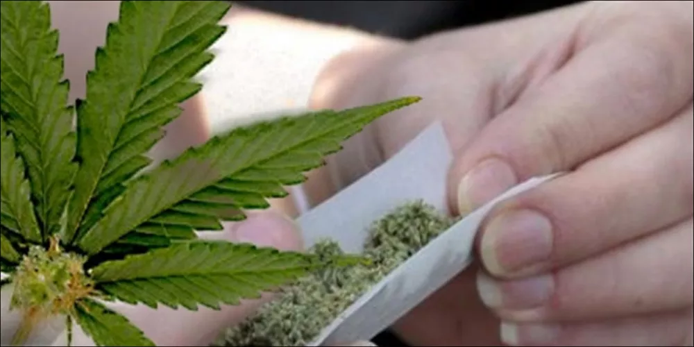 نبات الحشيش