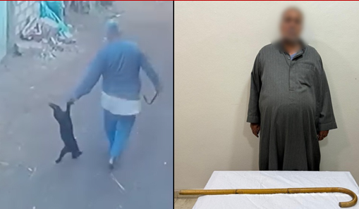 الأمن يكشف تفاصيل فيديو الاعتداء على قطة بالشرقية وضبط الجاني