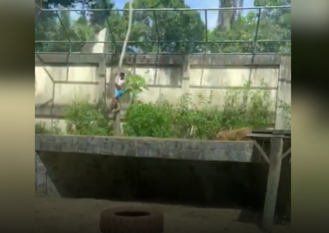 الشاب يتسلق الشجرة لاقتحام مكان محظور في حديقة الحيوان، فيتو