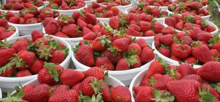 سعر الفاكهة اليوم، فيتو