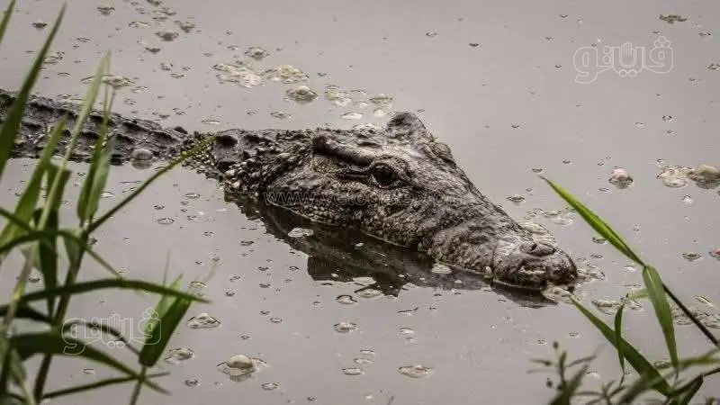 ظهور تماسيح يثير الذعر بين الأهالي بالشرقية،فيتو