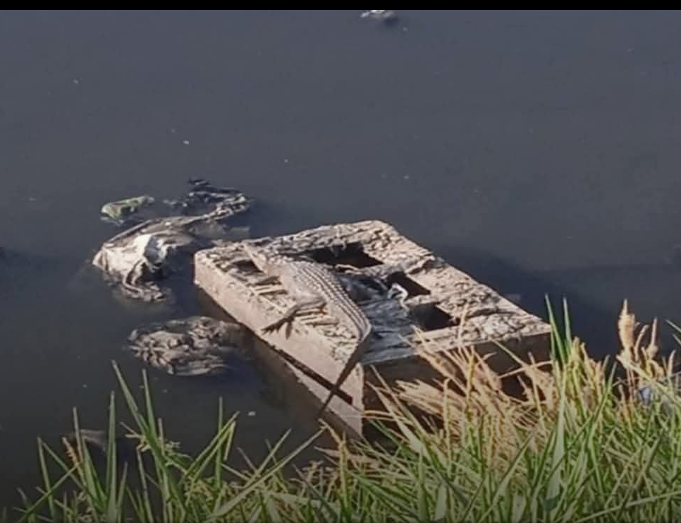 ظهور التماسيح يثير الفزع في الشرقية، فيتو