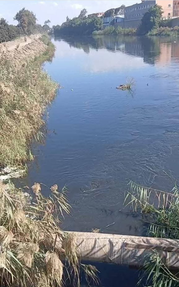 ظهور التماسيح في الشرقية، فيتو