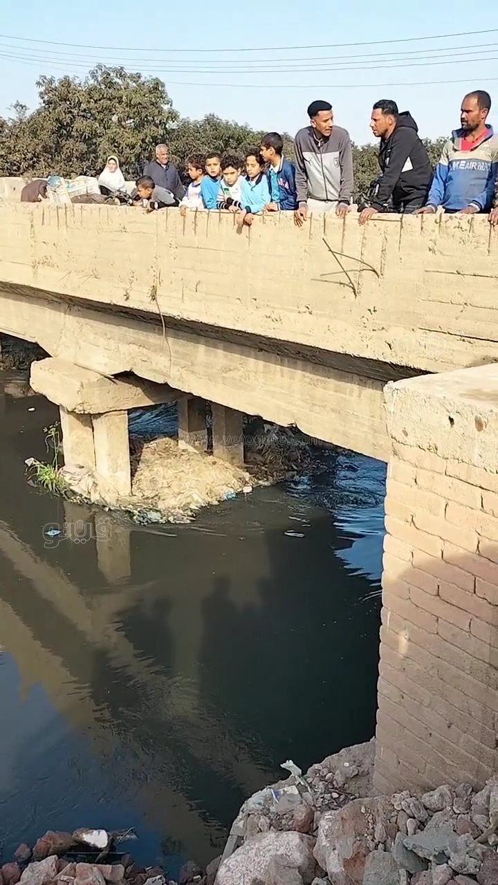 استنفار في بلبيس: فرق غوص تتدخل بعد تصاعد مخاوف ظهور تماسيح بالمصارف،فيتو<br alt=