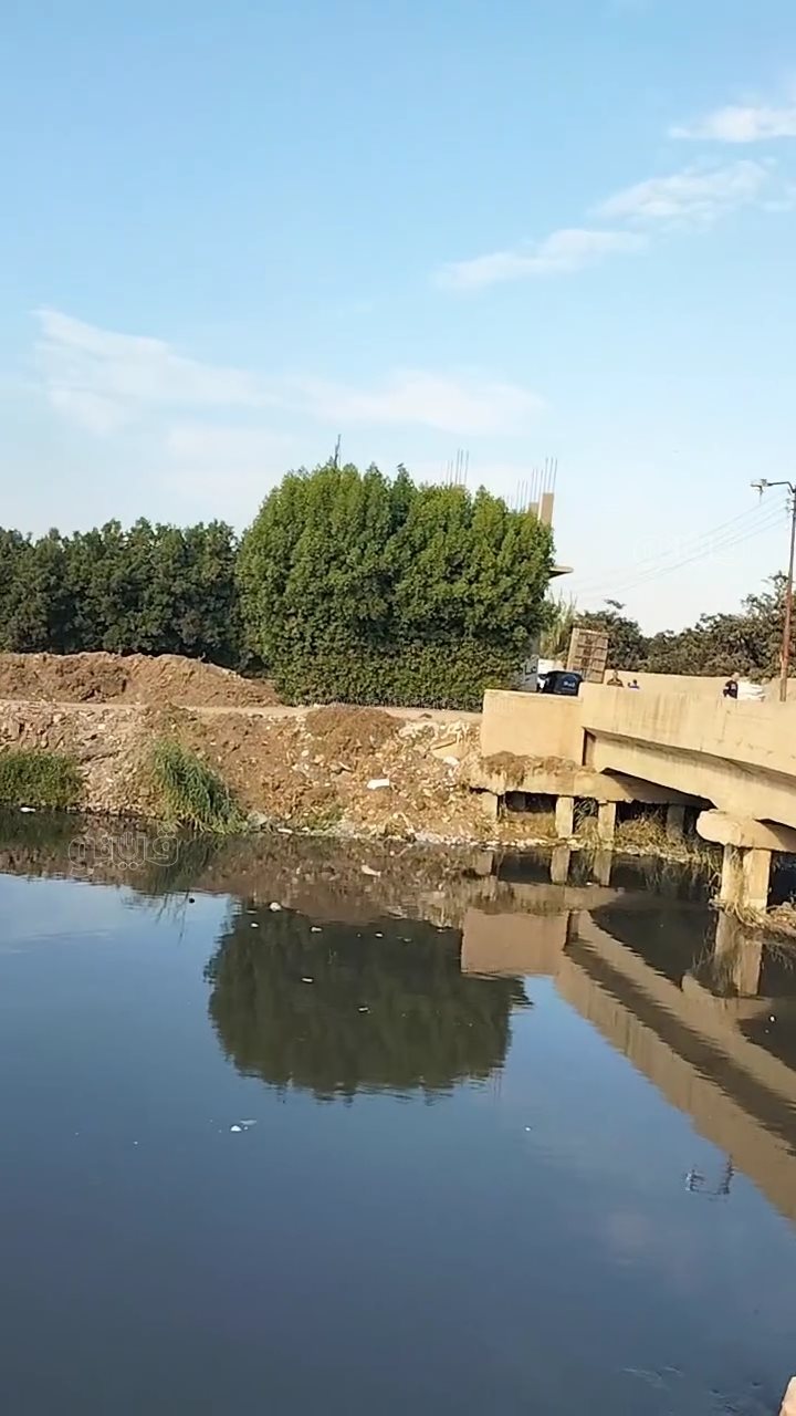 استنفار في بلبيس: فرق غوص تتدخل بعد تصاعد مخاوف ظهور تماسيح بالمصارف،فيتو