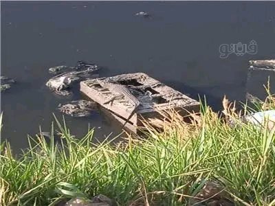 الزوامل على صفيح ساخن.. محميات أسوان تتجه لاصطياد التماسيح خلال ساعات،فيتو
