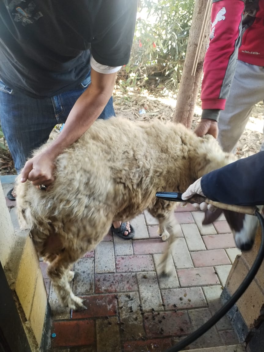 جانب من جهود مديرية الطب البيطري بالإسماعيلية، فيتو